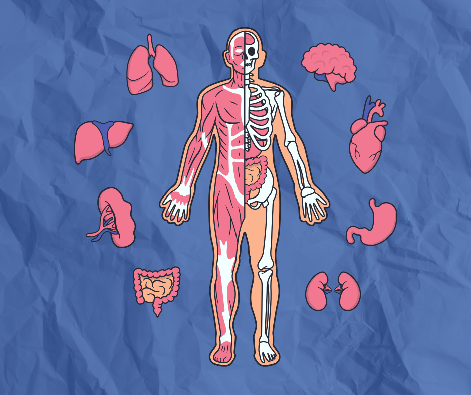 Anatomía