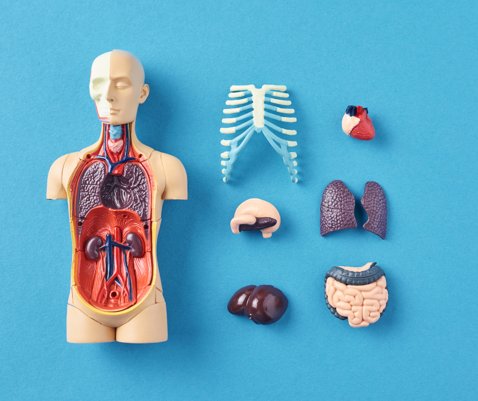 Anatomía